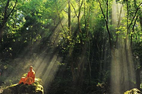  天目山國家森林公園，綠意盎然的自然奇觀與文化瑰寶！